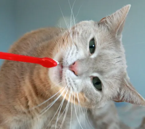Cat with its head tilted sideways and a red tooth brush near mouth